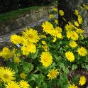 Doronicum orientale